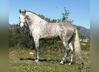 PRE, Ogier, 6 lat, 168 cm, Siwa jabłkowita