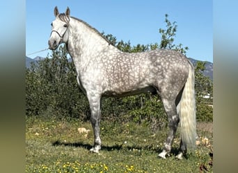 PRE, Ogier, 6 lat, 168 cm, Siwa jabłkowita