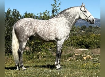 PRE, Ogier, 6 lat, 168 cm, Siwa jabłkowita