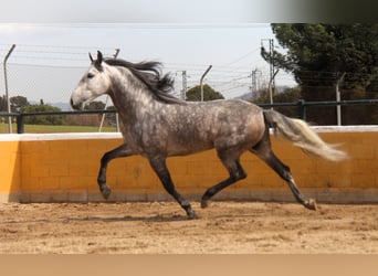 PRE Mix, Ogier, 6 lat, 168 cm, Siwa jabłkowita