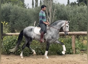 PRE Mix, Ogier, 6 lat, 168 cm, Siwa