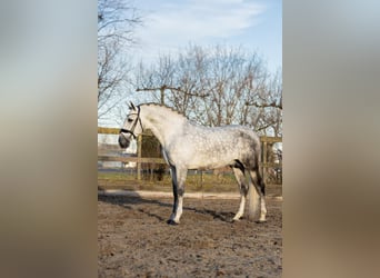 PRE, Ogier, 6 lat, 168 cm, Siwa