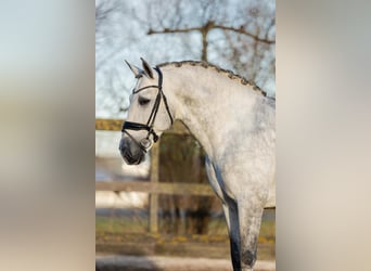 PRE, Ogier, 6 lat, 168 cm, Siwa