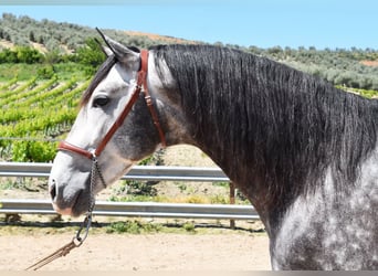 PRE Mix, Ogier, 6 lat, 169 cm, Siwa