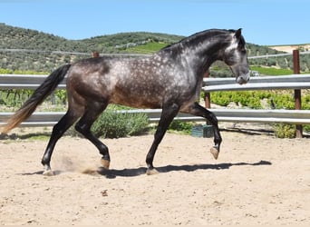 PRE Mix, Ogier, 6 lat, 169 cm, Siwa