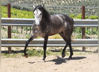 PRE Mix, Ogier, 6 lat, 169 cm, Siwa