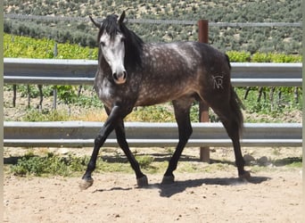 PRE Mix, Ogier, 6 lat, 169 cm, Siwa