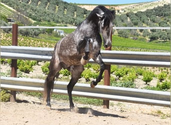 PRE Mix, Ogier, 6 lat, 169 cm, Siwa