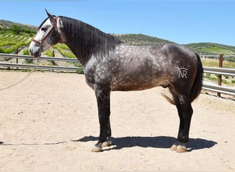 PRE Mix, Ogier, 6 lat, 169 cm, Siwa