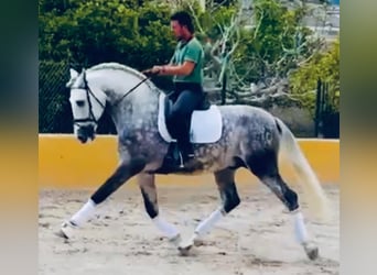 PRE, Ogier, 6 lat, 170 cm, Siwa jabłkowita
