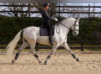 PRE Mix, Ogier, 6 lat, 171 cm, Siwa