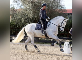 PRE Mix, Ogier, 6 lat, 171 cm, Siwa
