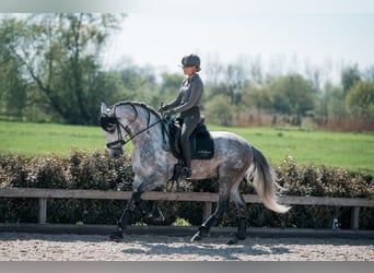 PRE Mix, Ogier, 6 lat, 171 cm, Siwa