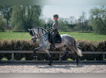PRE Mix, Ogier, 6 lat, 171 cm, Siwa