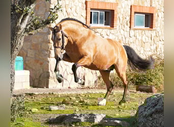 PRE Mix, Ogier, 6 lat, 172 cm, Jelenia