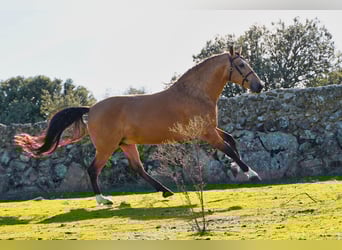 PRE Mix, Ogier, 6 lat, 172 cm, Jelenia