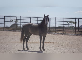 PRE Mix, Ogier, 6 lat, 175 cm, Siwa