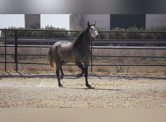 PRE Mix, Ogier, 6 lat, 175 cm, Siwa