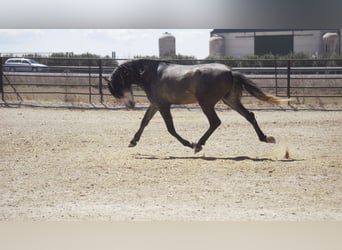 PRE Mix, Ogier, 6 lat, 175 cm, Siwa