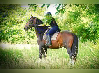 PRE Mix, Ogier, 6 lat, 176 cm