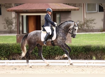 PRE Mix, Ogier, 6 lat, 182 cm, Siwa