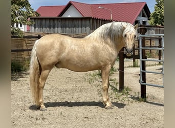 PRE, Ogier, 7 lat, 157 cm, Izabelowata