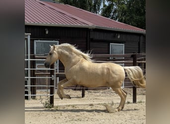 PRE, Ogier, 7 lat, 157 cm, Izabelowata