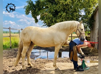 PRE, Ogier, 7 lat, 157 cm, Izabelowata