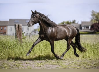 PRE, Ogier, 7 lat, 157 cm, Kara