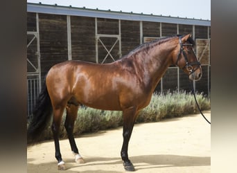 PRE, Ogier, 7 lat, 160 cm