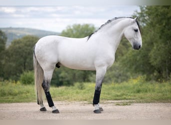 PRE Mix, Ogier, 7 lat, 160 cm, Siwa