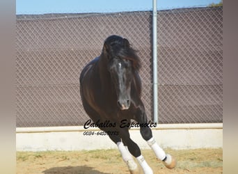 PRE Mix, Ogier, 7 lat, 161 cm, Kara