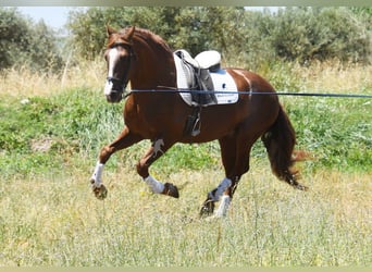 PRE, Ogier, 7 lat, 161 cm, Kasztanowata