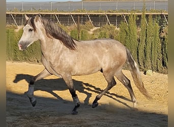 PRE, Ogier, 7 lat, 161 cm, Siwa