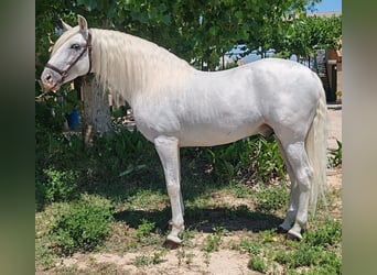 PRE Mix, Ogier, 7 lat, 162 cm, Siwa jabłkowita