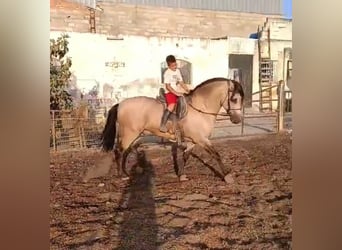 PRE Mix, Ogier, 7 lat, 163 cm, Bułana