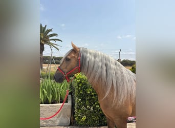 PRE Mix, Ogier, 7 lat, 163 cm, Izabelowata
