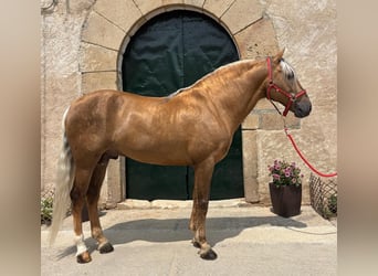 PRE Mix, Ogier, 7 lat, 163 cm, Izabelowata