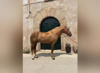 PRE Mix, Ogier, 7 lat, 163 cm, Izabelowata