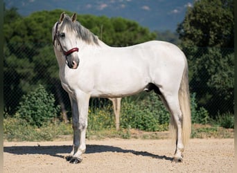 PRE Mix, Ogier, 7 lat, 163 cm, Siwa