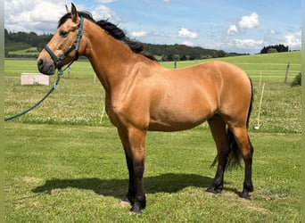 PRE Mix, Ogier, 7 lat, 164 cm, Bułana