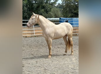 PRE, Ogier, 7 lat, 164 cm, Perlino