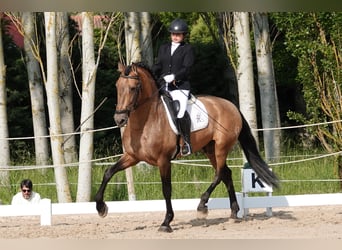 PRE Mix, Ogier, 7 lat, 165 cm, Bułana