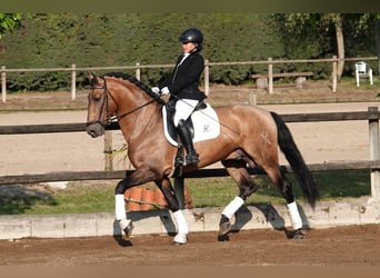 PRE Mix, Ogier, 7 lat, 165 cm, Bułana