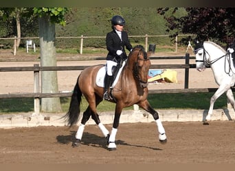 PRE Mix, Ogier, 7 lat, 165 cm, Bułana