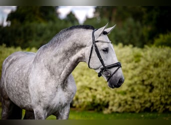 PRE, Ogier, 7 lat, 165 cm, Siwa
