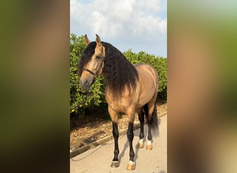 PRE, Ogier, 7 lat, 166 cm, Bułana