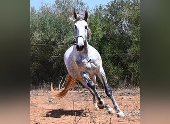 PRE Mix, Ogier, 7 lat, 166 cm, Siwa