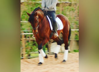 PRE, Ogier, 7 lat, 167 cm, Gniada