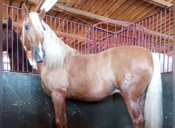 PRE Mix, Ogier, 7 lat, 167 cm, Izabelowata